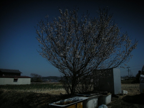 岩滑の桜.JPG
